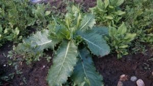 Wild Lettuce