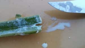 Wild Lettuce Latex