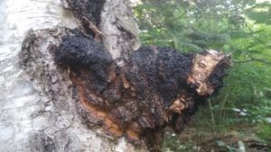 Chaga