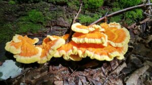 Chicken of the Woods
