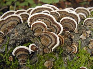 wild-harvested-turkey-tail-mushrooms