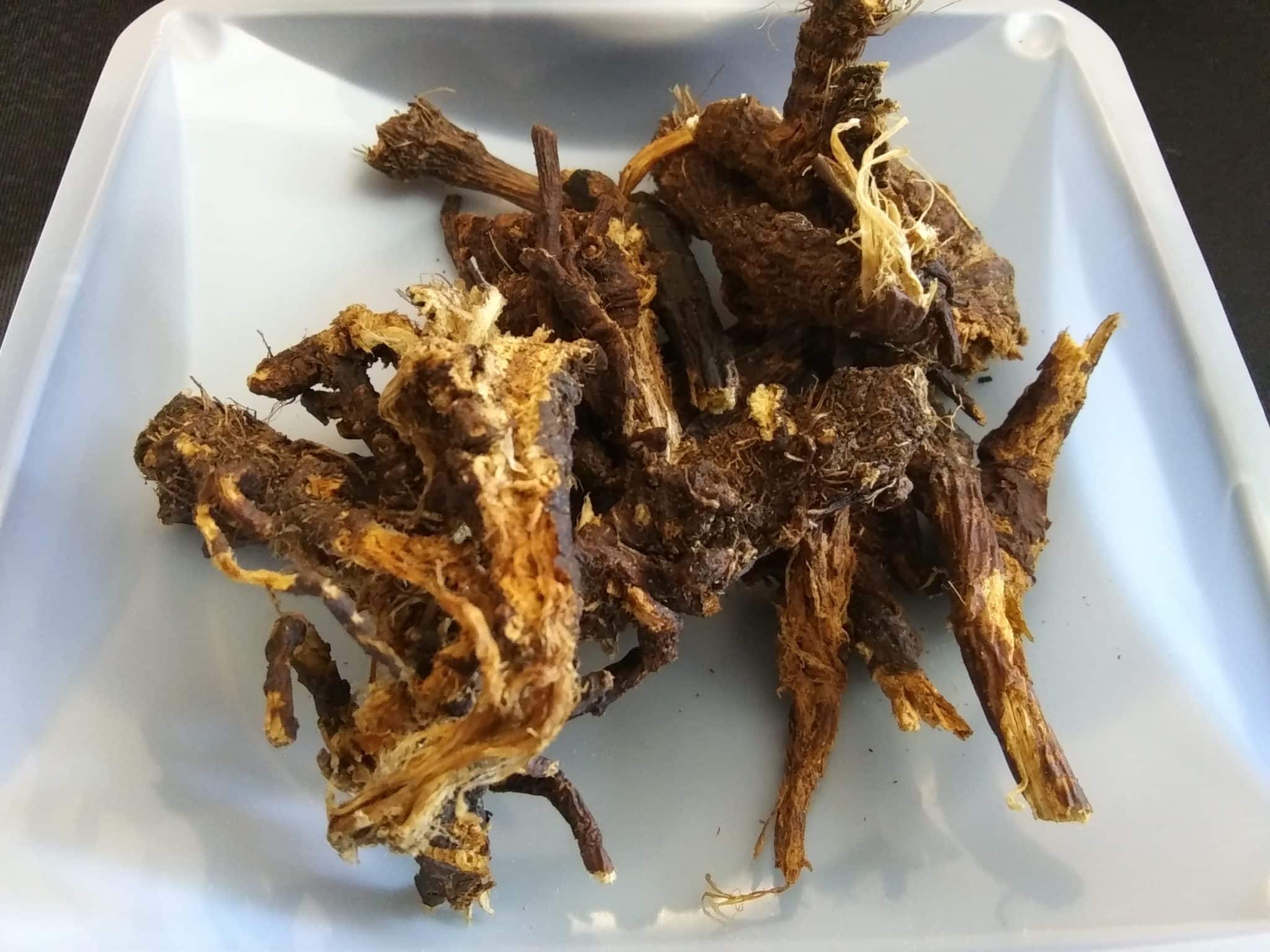 Osha Root Tincture 2oz. - Image 2