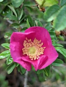 Rosa rugosa