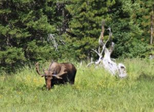Moose