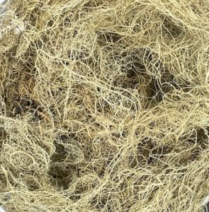 Usnea lichen