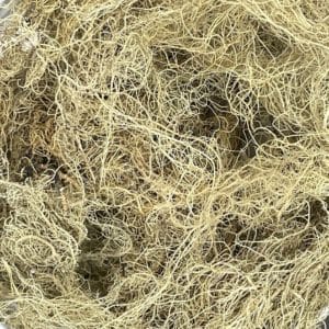 Usnea lichen