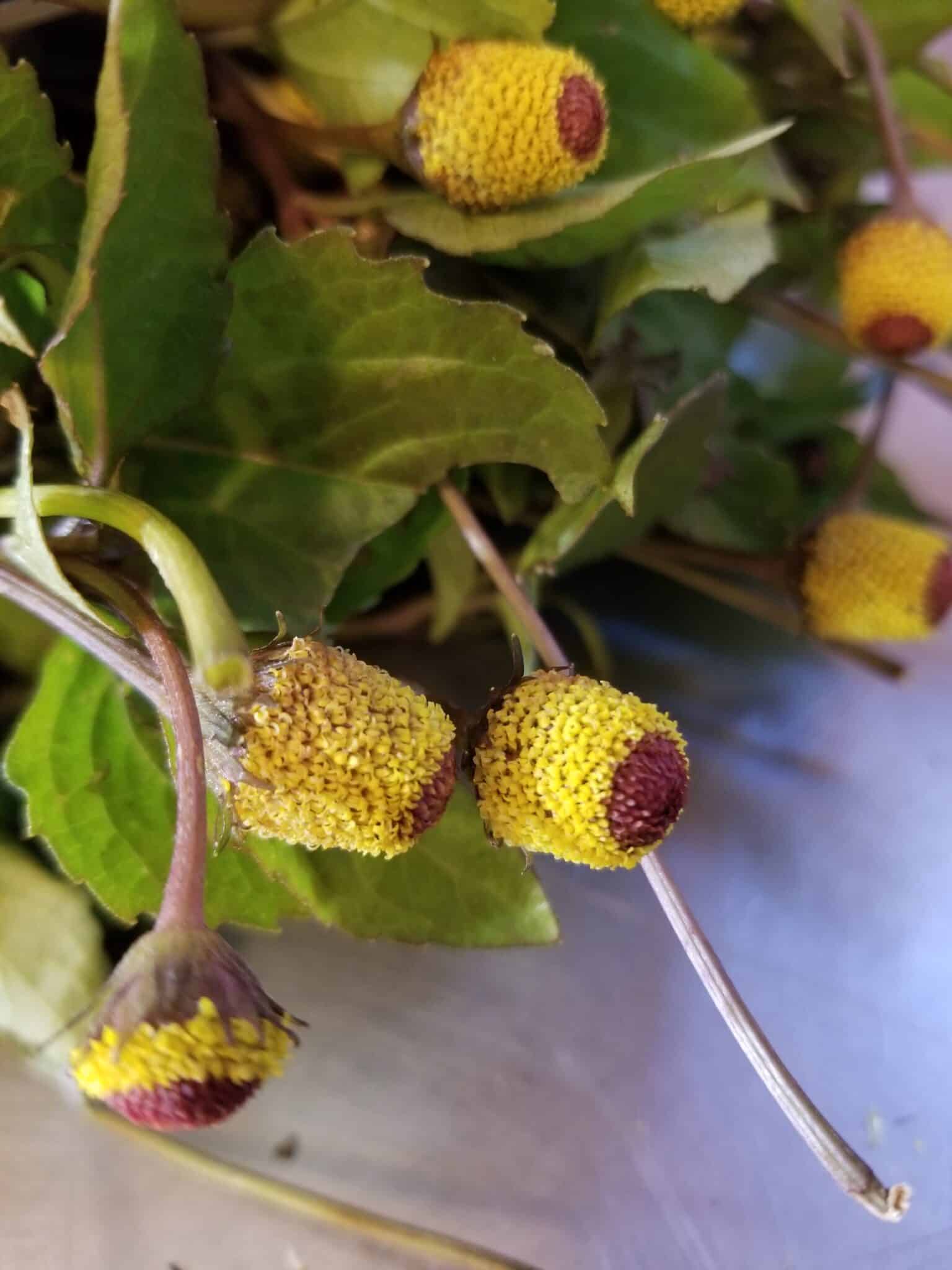 Spilanthes
